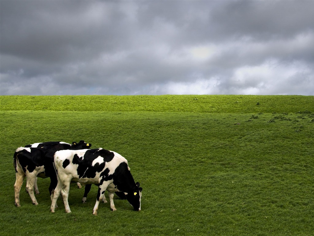Animal Widescreen Wallpapers Collection (15) #11 - 1024x768