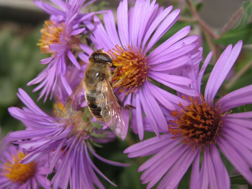 album Aster wallpaper Fleurs #2 - 1024x768