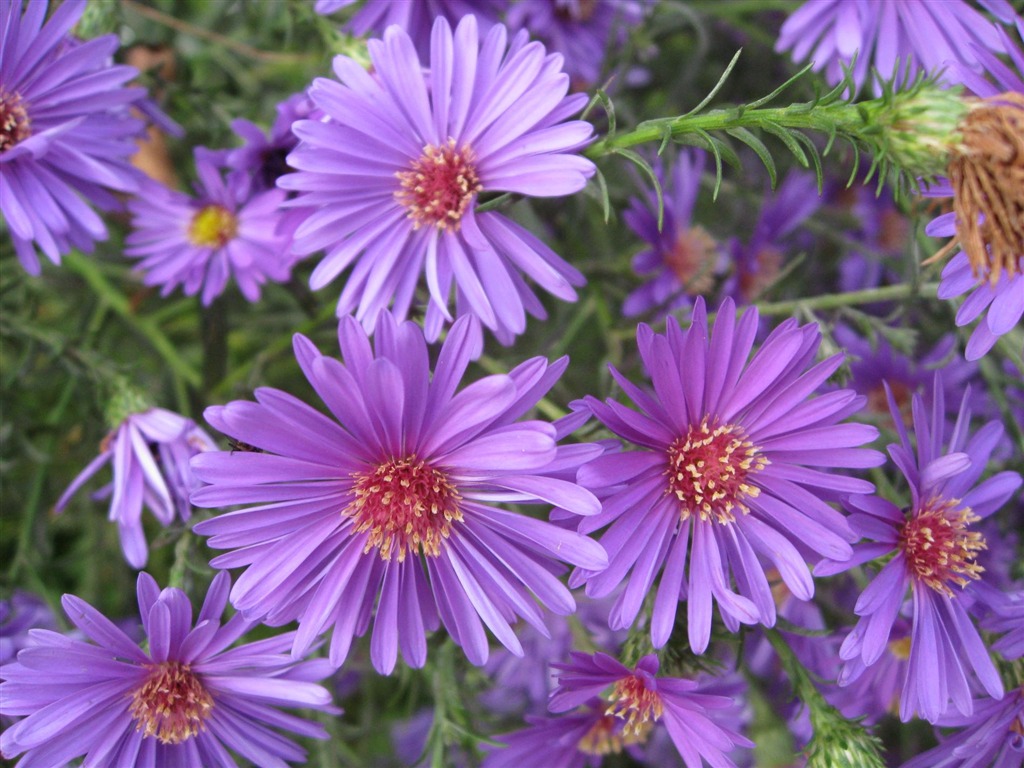 Aster Flowers wallpaper album #3 - 1024x768