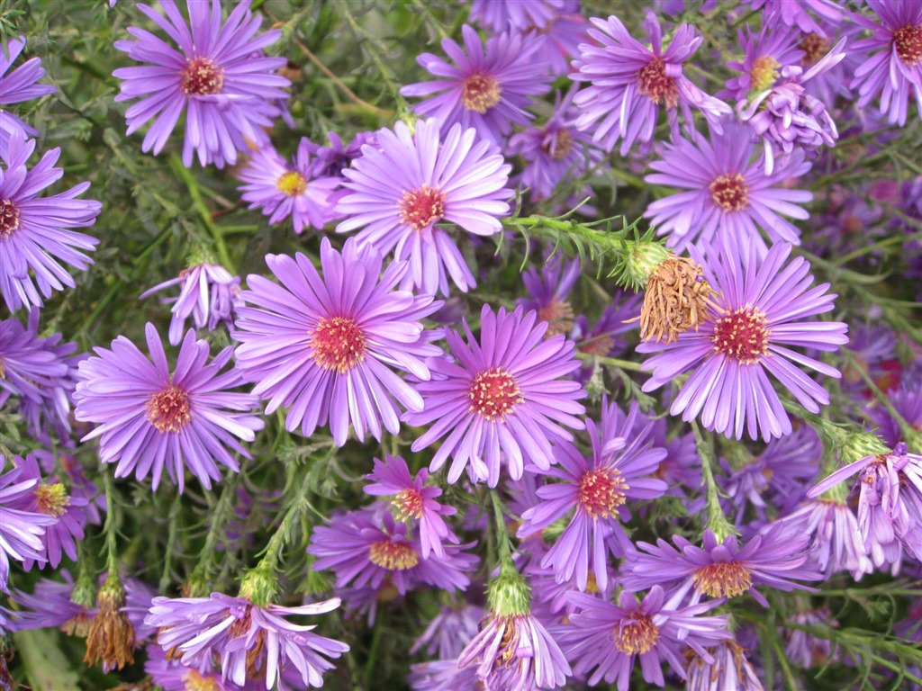 album Aster wallpaper Fleurs #4 - 1024x768