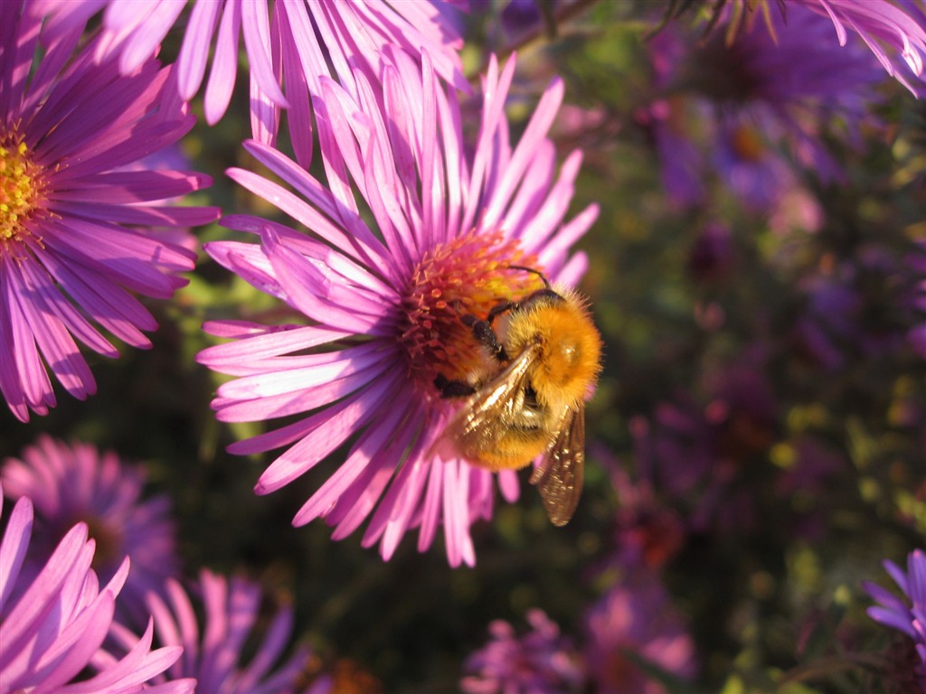 Aster Flowers Tapete Album #6 - 1024x768