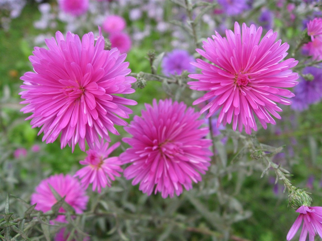 Aster Květiny wallpaper album #12 - 1024x768
