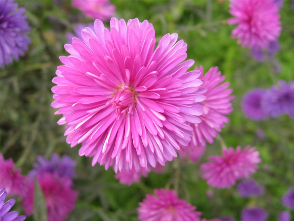 Aster Flores álbum fondo de pantalla #13 - 1024x768