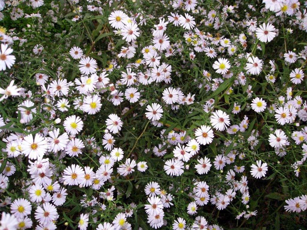 Aster Květiny wallpaper album #15 - 1024x768