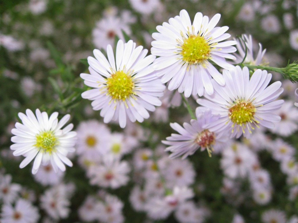 Aster Flowers Tapete Album #16 - 1024x768