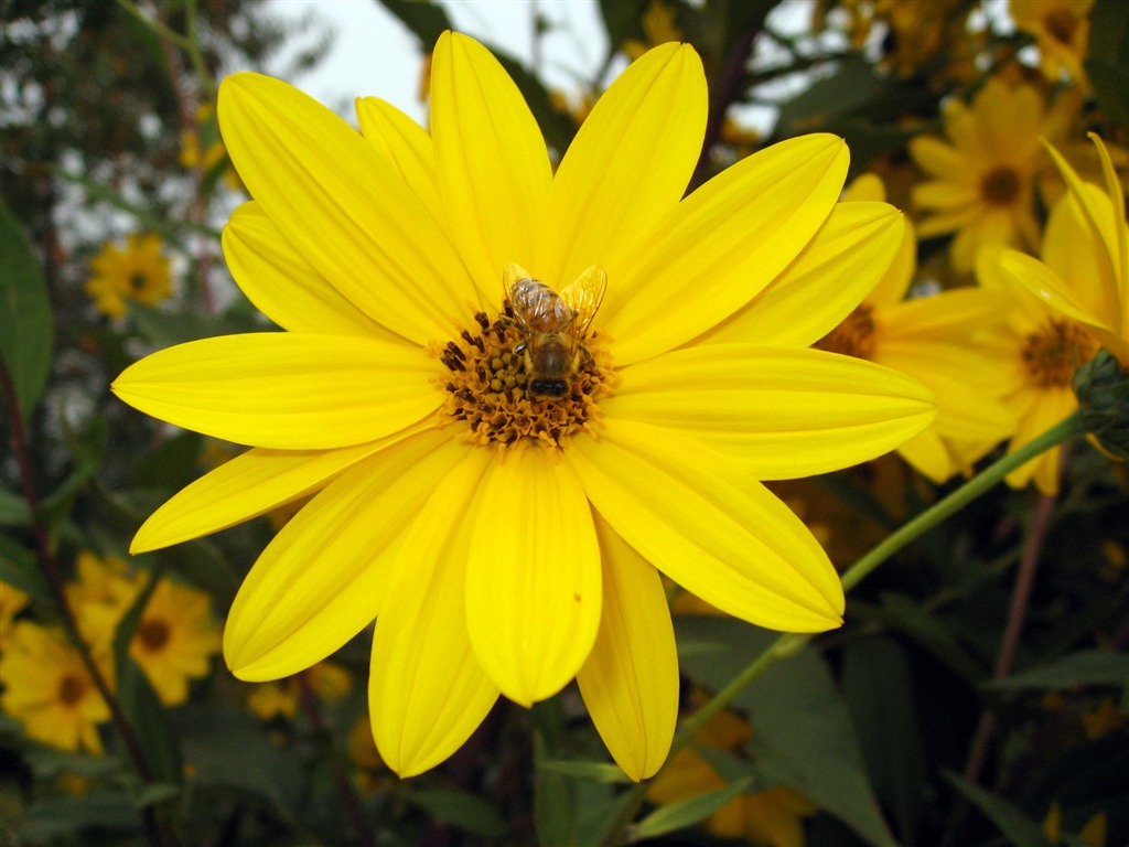 Aster Květiny wallpaper album #17 - 1024x768