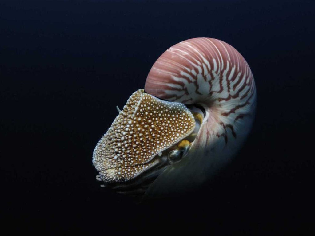 Under the Sea 3D 海底世界3D 高清壁紙 #45 - 1024x768