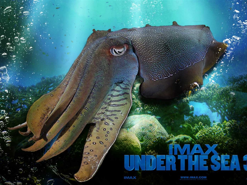 Under the Sea 3D 海底世界3D 高清壁紙 #47 - 1024x768