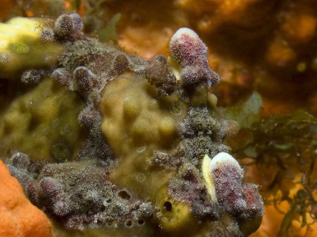 Under the Sea 3D 海底世界3D 高清壁紙 #4 - 1024x768