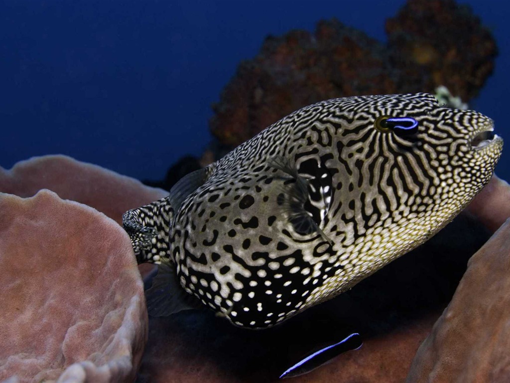Under the Sea 3D 海底世界3D 高清壁紙 #24 - 1024x768