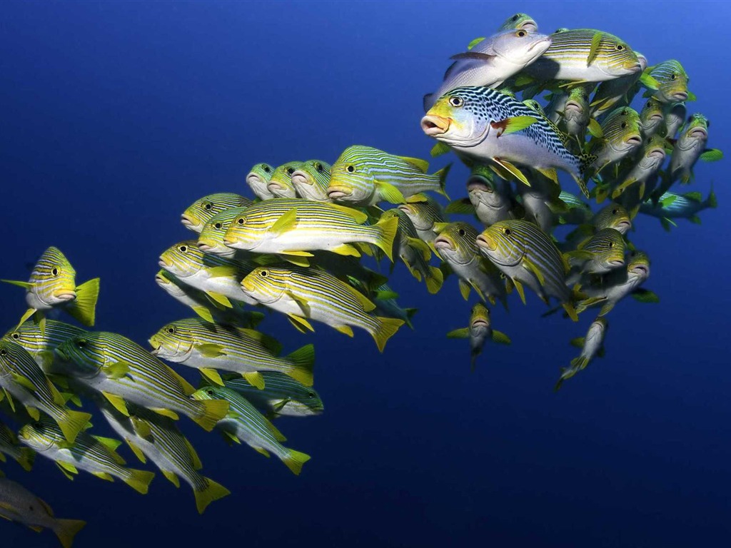 Under the Sea 3D 海底世界3D 高清壁紙 #25 - 1024x768