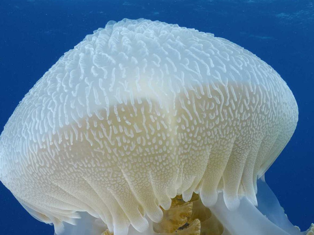 Under the Sea 3D 海底世界3D 高清壁紙 #41 - 1024x768
