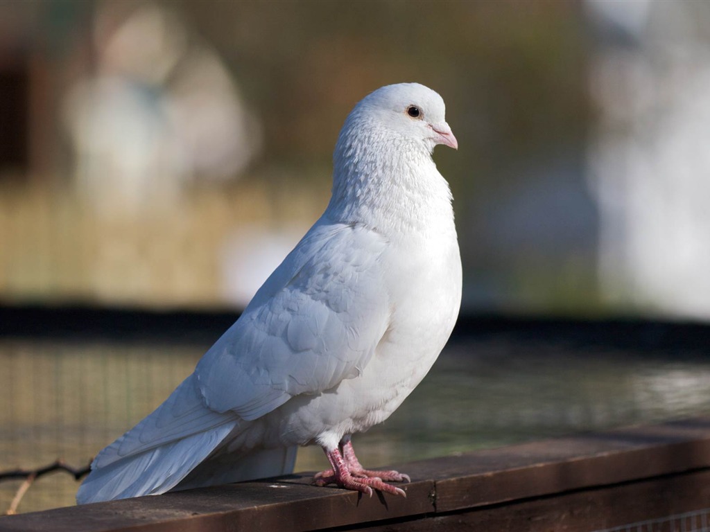 Animal Widescreen Wallpapers Collection (19) #19 - 1024x768