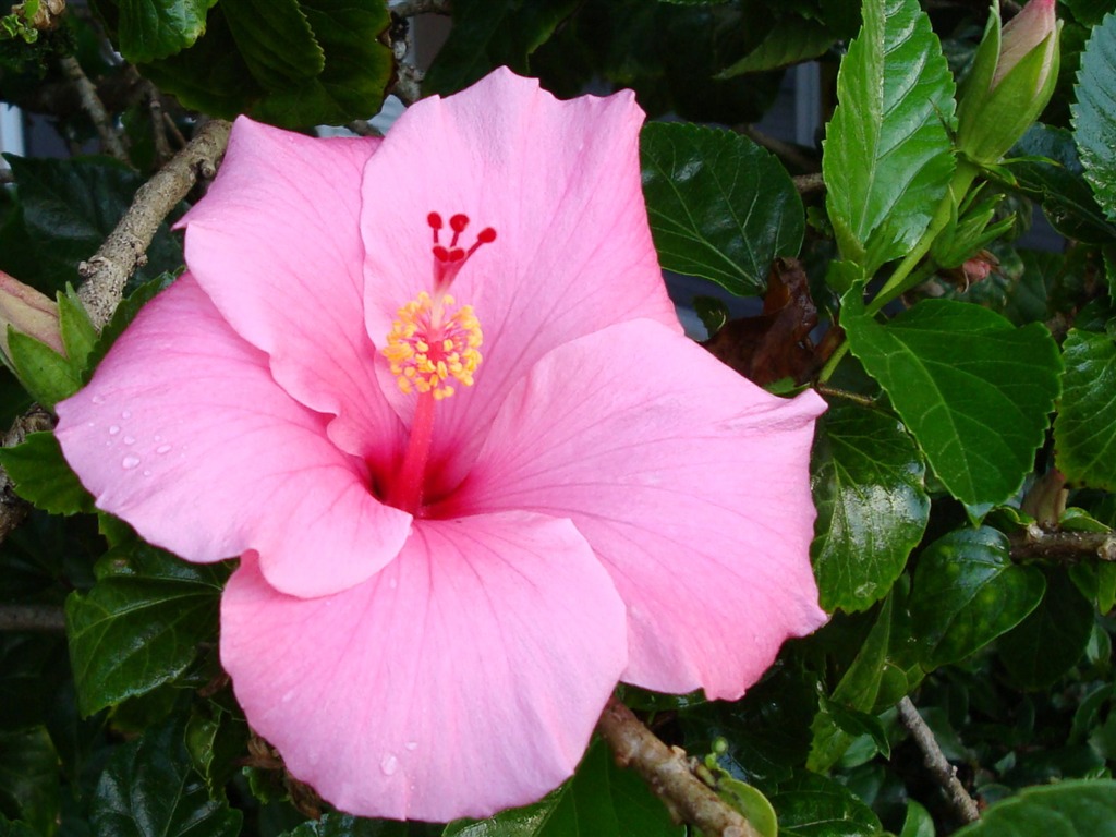 fleurs fond d'écran Widescreen close-up (19) #5 - 1024x768