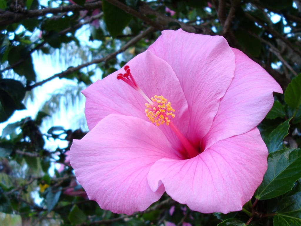 宽屏鲜花特写 壁纸(19)7 - 1024x768