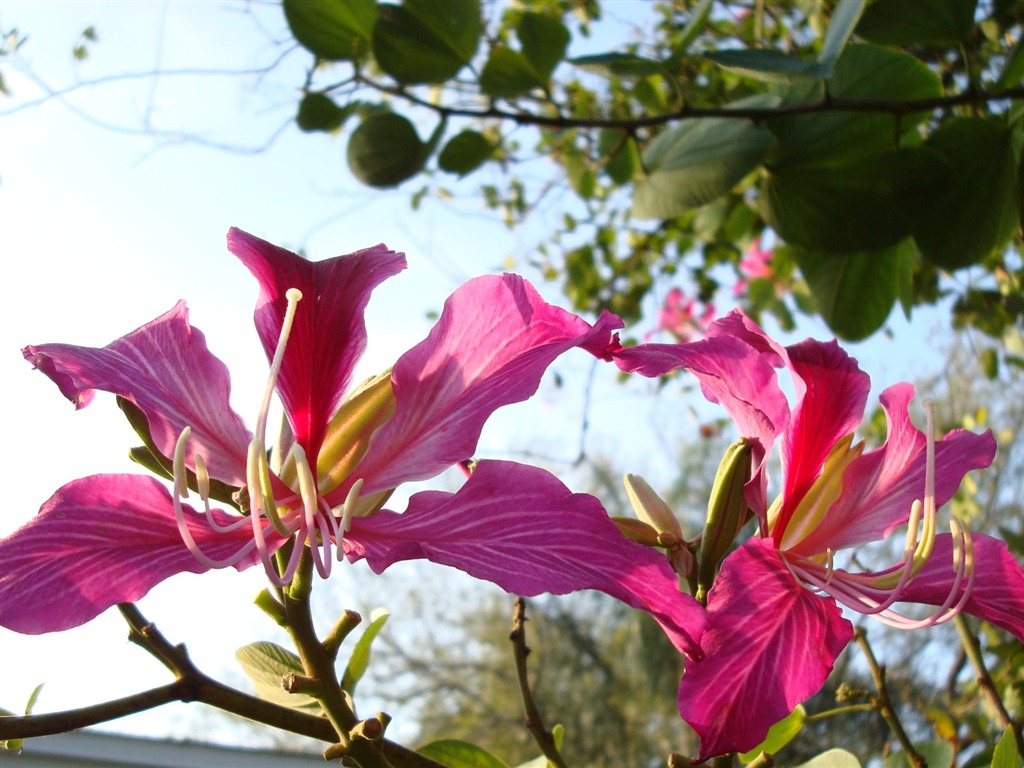 fleurs fond d'écran Widescreen close-up (19) #9 - 1024x768