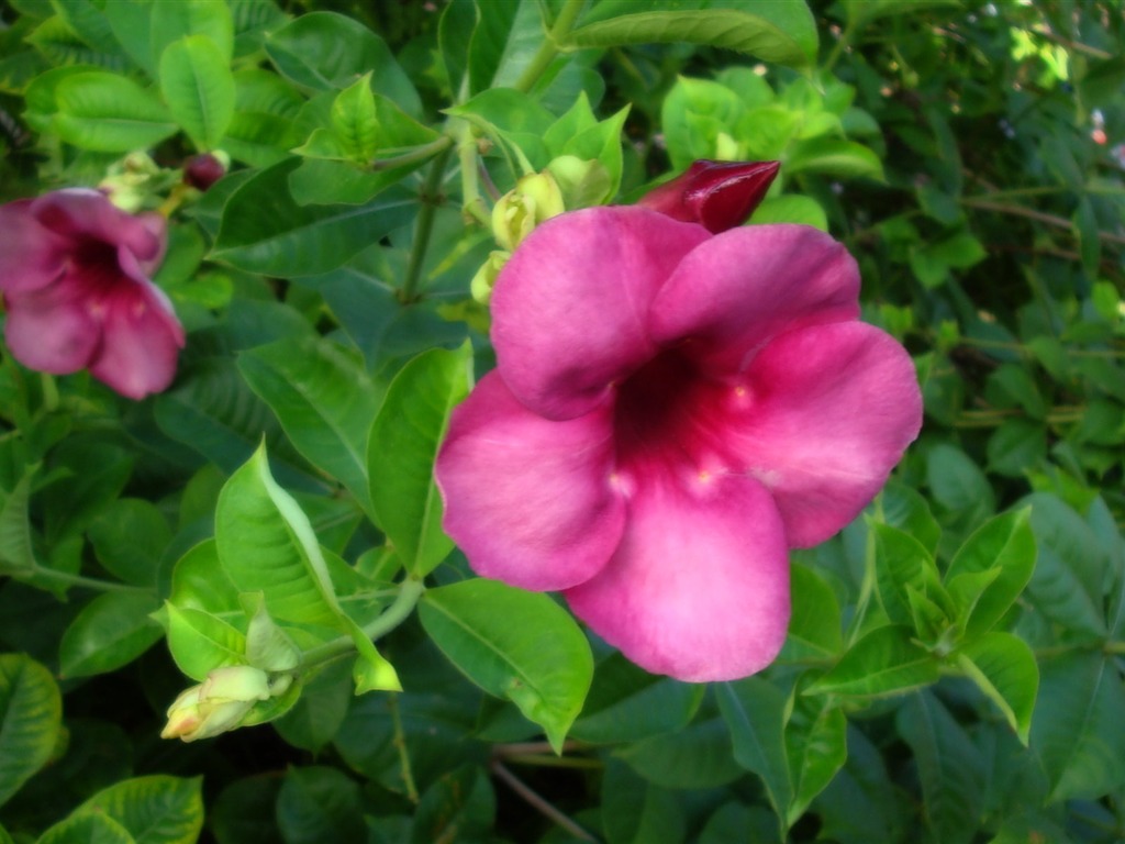 fleurs fond d'écran Widescreen close-up (19) #15 - 1024x768