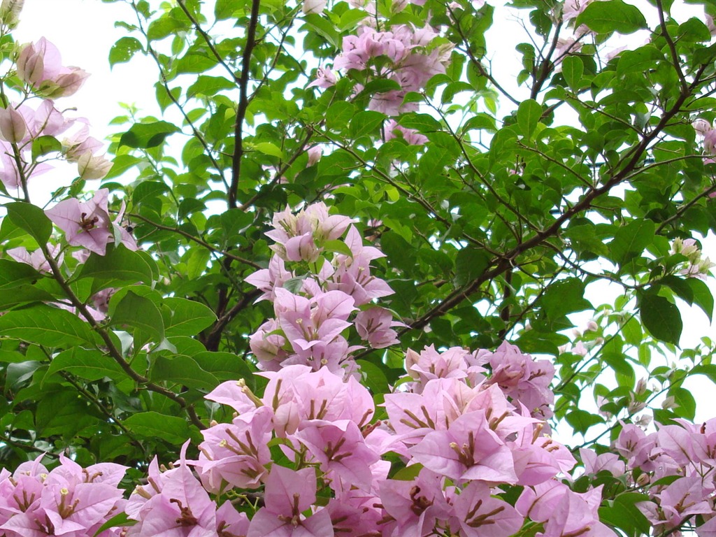 fleurs fond d'écran Widescreen close-up (19) #17 - 1024x768