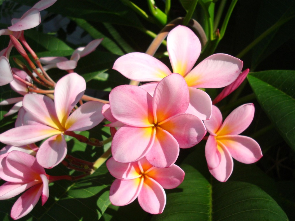 ワイドスクリーンの壁紙の花に近い(20)を開く #1 - 1024x768