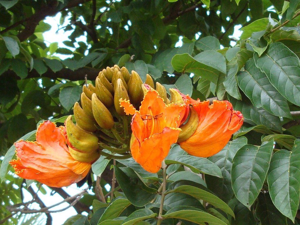 ワイドスクリーンの壁紙の花に近い(20)を開く #2 - 1024x768