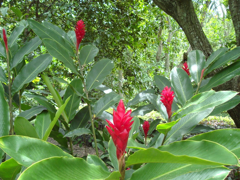 fondos de escritorio de flores con pantalla ancha de cerca (20) #5 - 1024x768