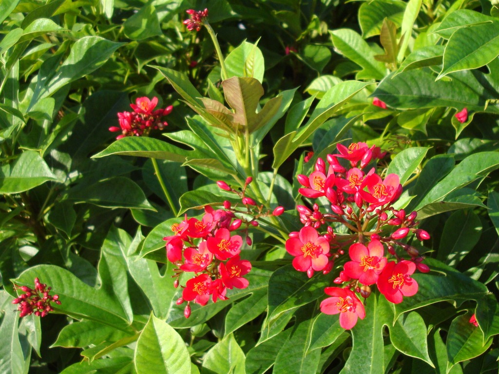 寬屏鮮花特寫 壁紙(20) #9 - 1024x768
