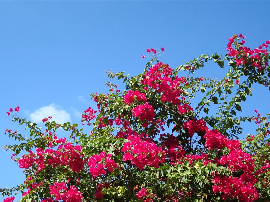 fondos de escritorio de flores con pantalla ancha de cerca (20) #18 - 1024x768