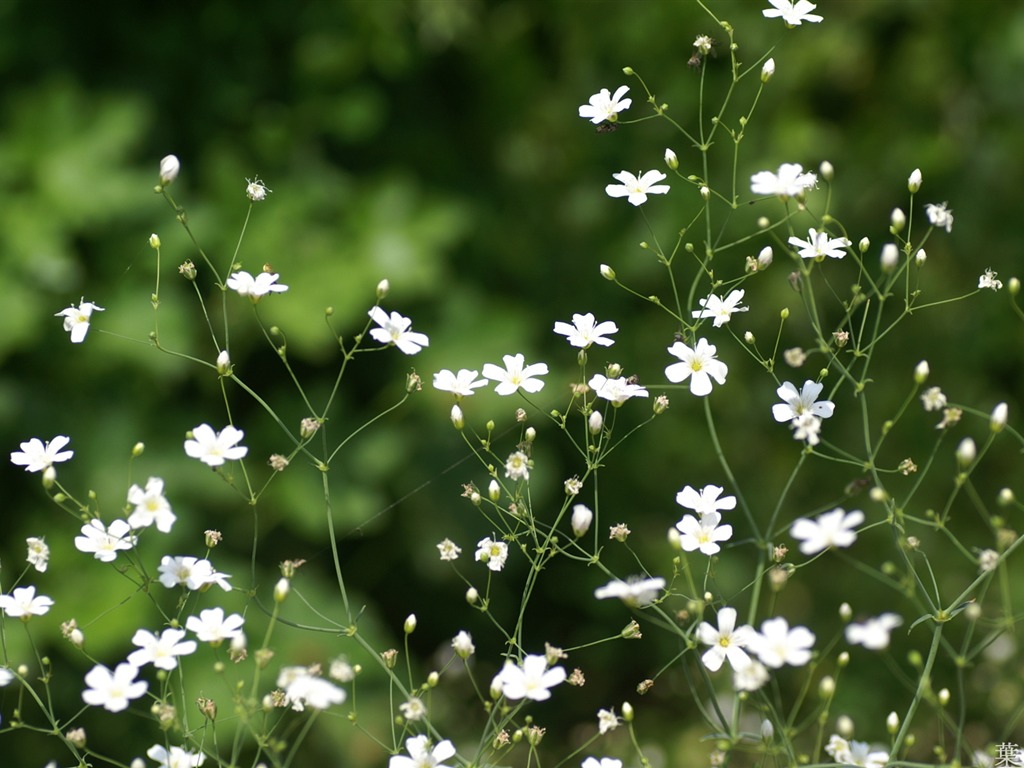 Widescreen wallpaper flowers close-up (21) #13 - 1024x768