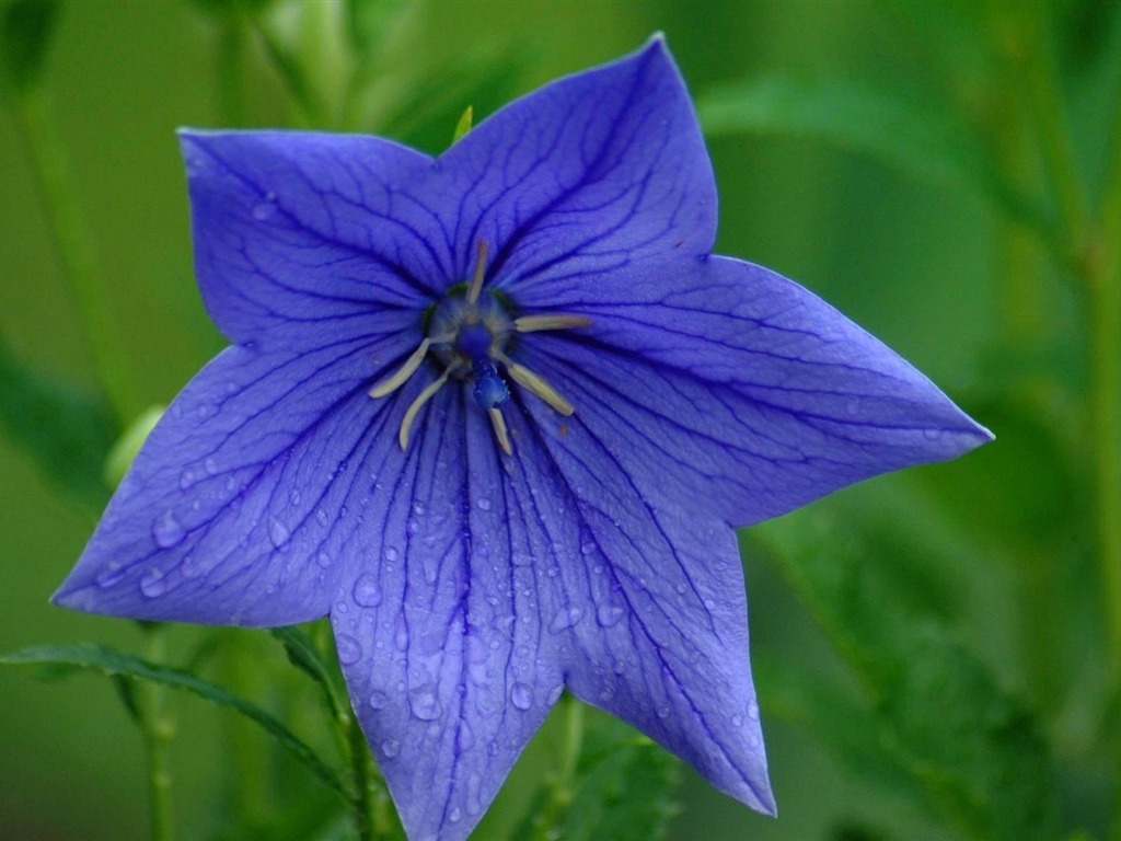 宽屏鲜花特写 壁纸(21)14 - 1024x768