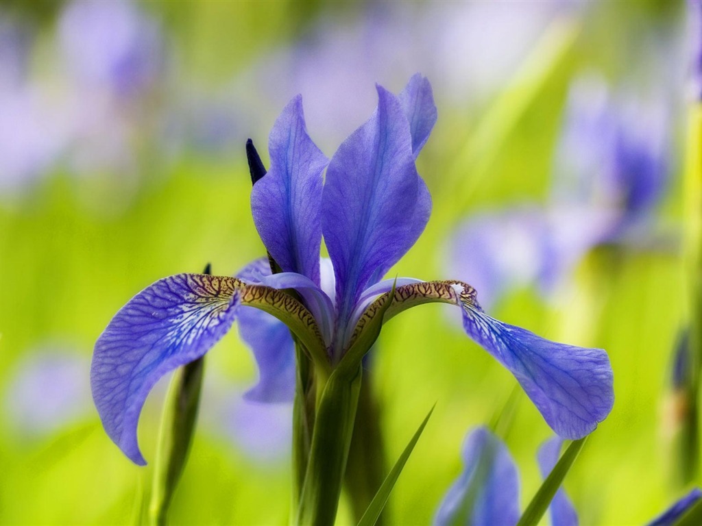 fondos de escritorio de flores con pantalla ancha de cerca (21) #15 - 1024x768