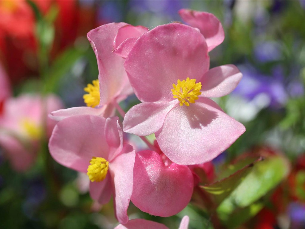 fleurs fond d'écran Widescreen close-up (21) #17 - 1024x768