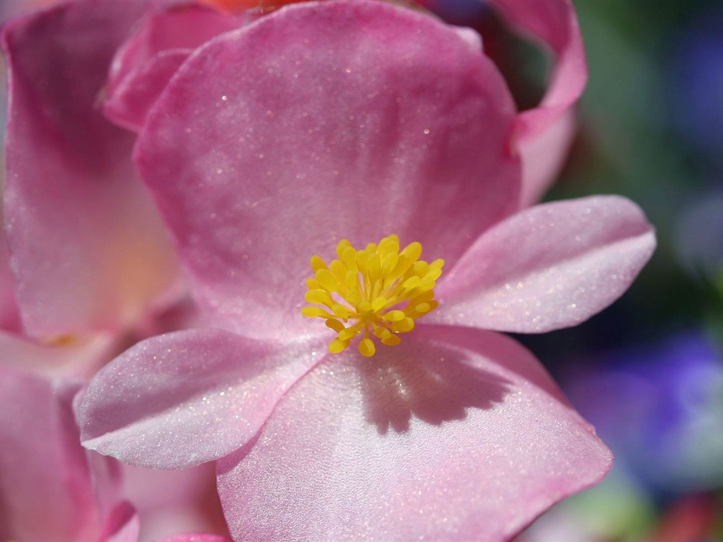 宽屏鲜花特写 壁纸(21)18 - 1024x768