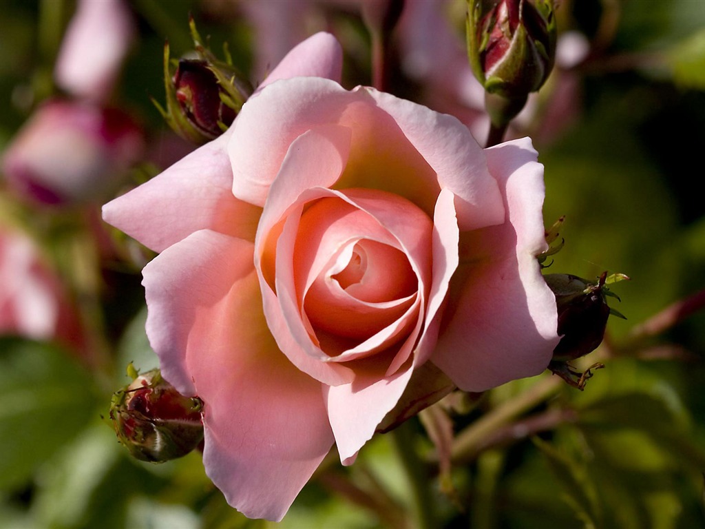 fleurs fond d'écran Widescreen close-up (21) #19 - 1024x768