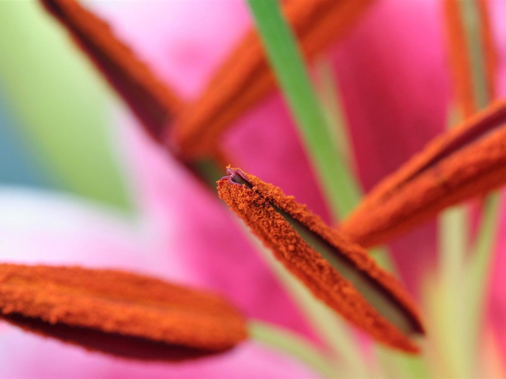 fondos de escritorio de flores con pantalla ancha de cerca (22) #1 - 1024x768