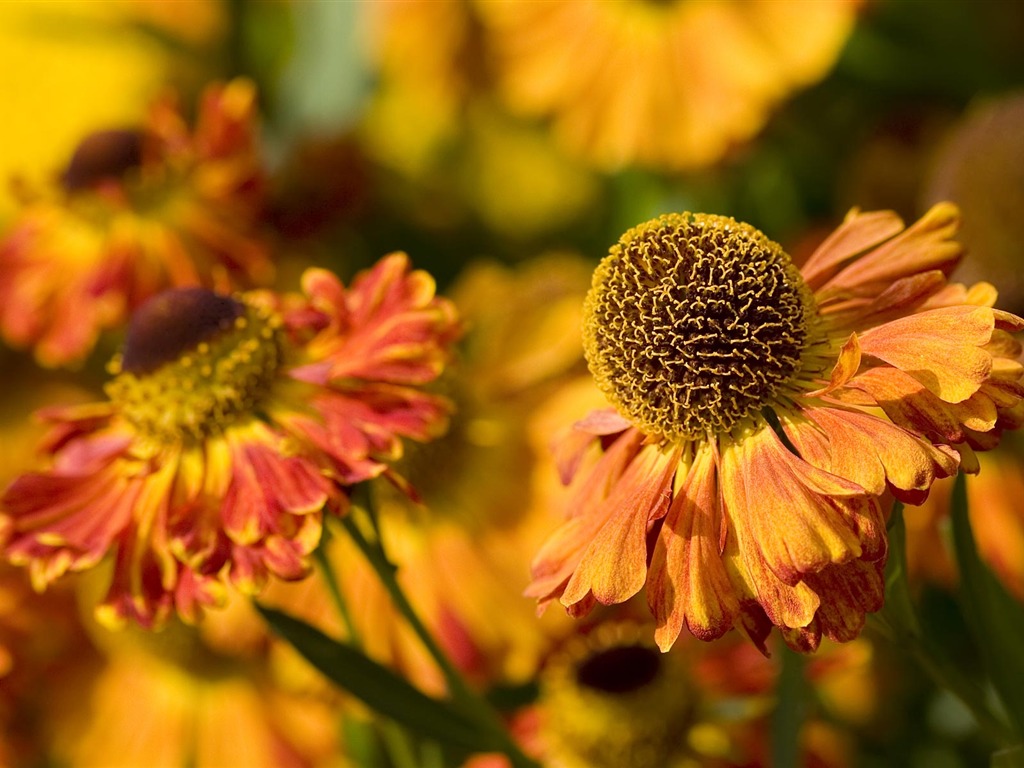 fleurs fond d'écran Widescreen close-up (22) #4 - 1024x768