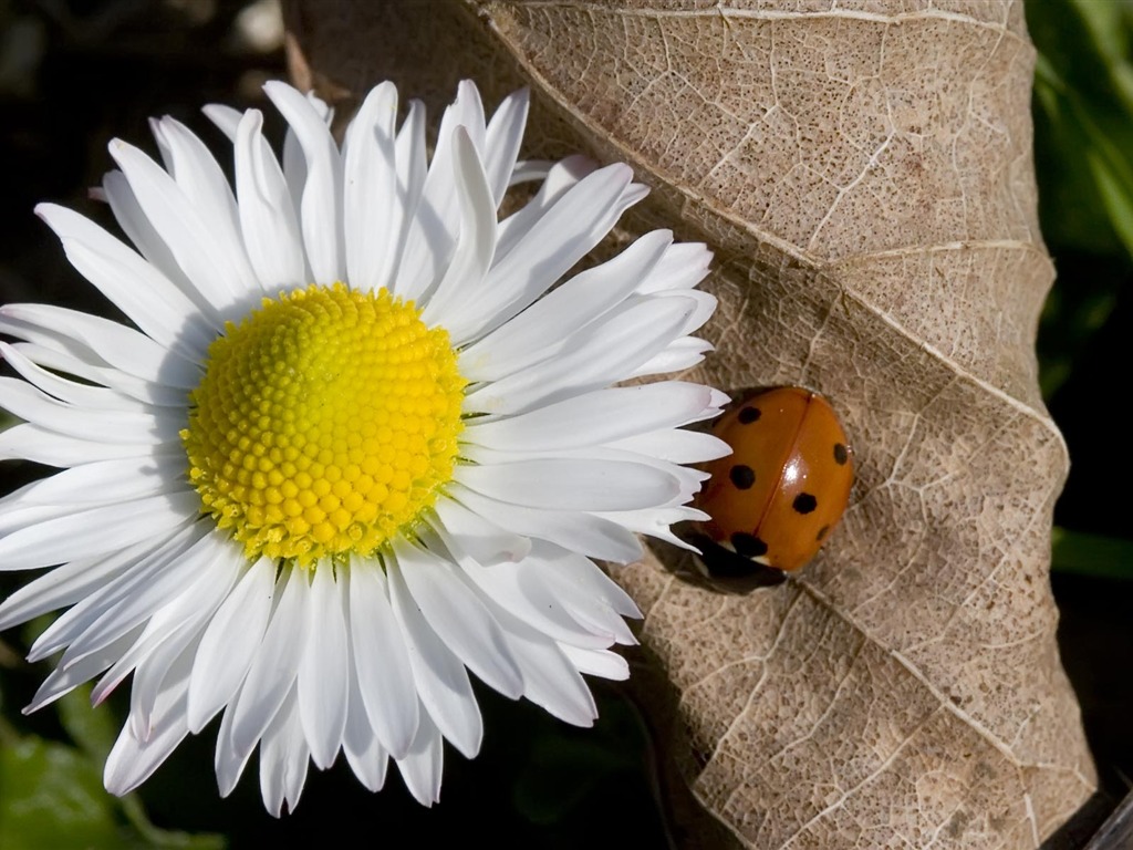 Widescreen-Wallpaper Blumen close-up (22) #7 - 1024x768