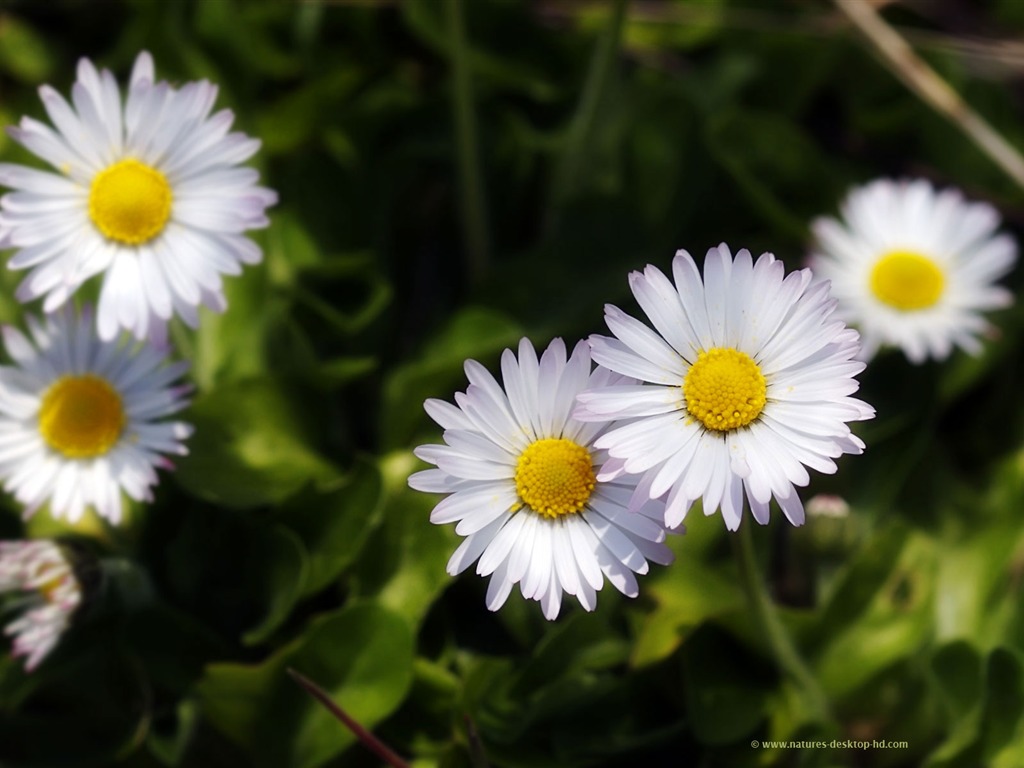 fondos de escritorio de flores con pantalla ancha de cerca (22) #8 - 1024x768