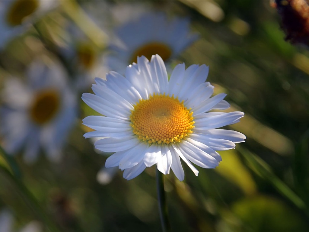 fleurs fond d'écran Widescreen close-up (22) #9 - 1024x768