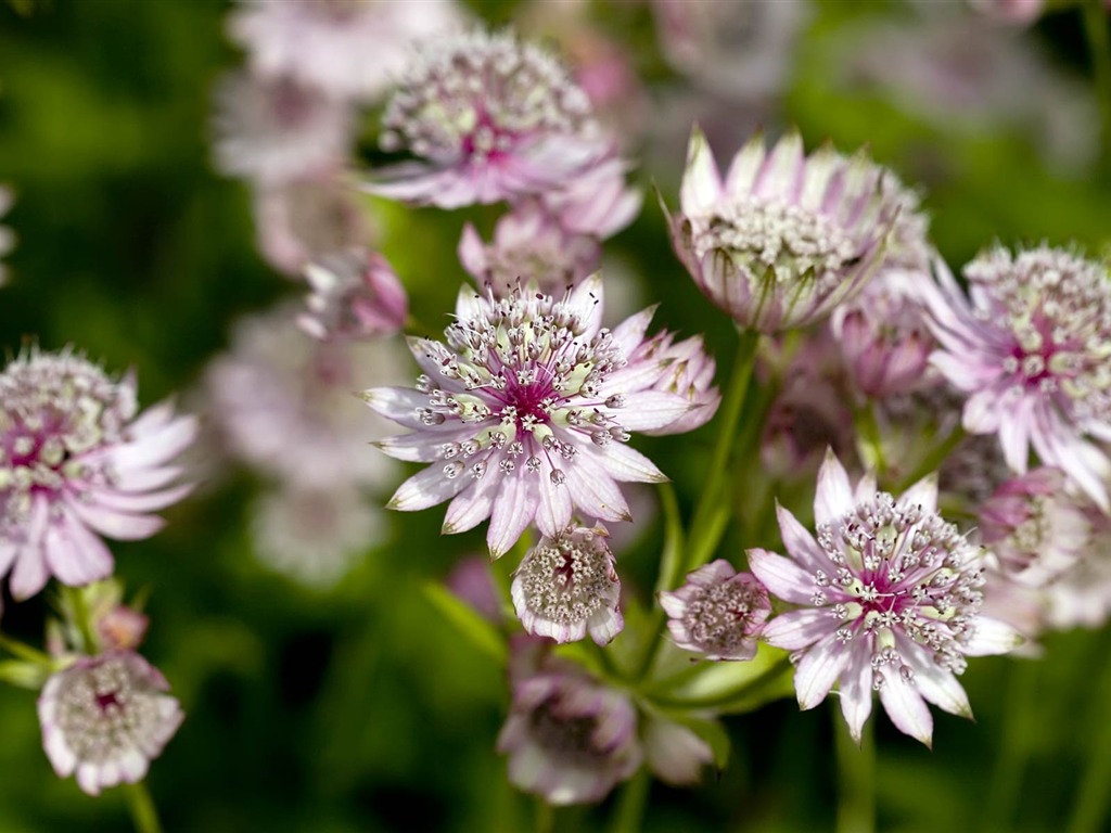 fondos de escritorio de flores con pantalla ancha de cerca (22) #14 - 1024x768