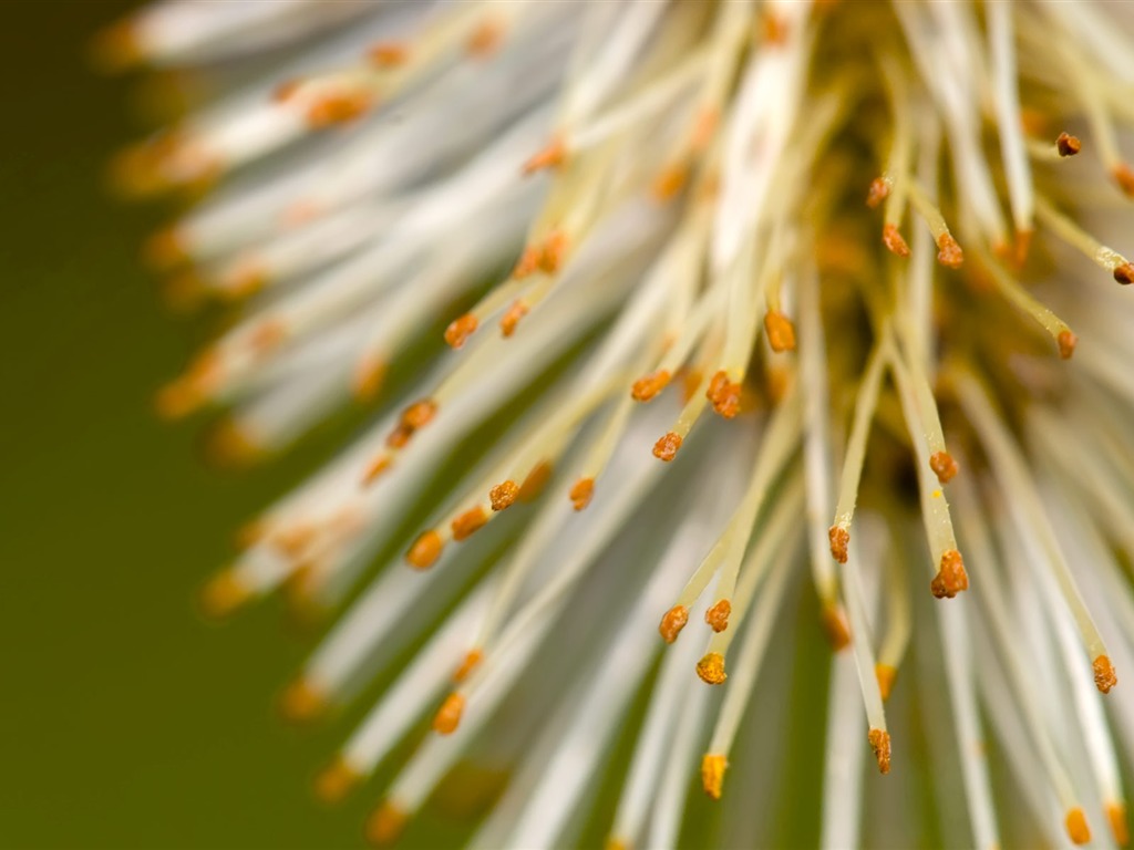 fleurs fond d'écran Widescreen close-up (22) #15 - 1024x768