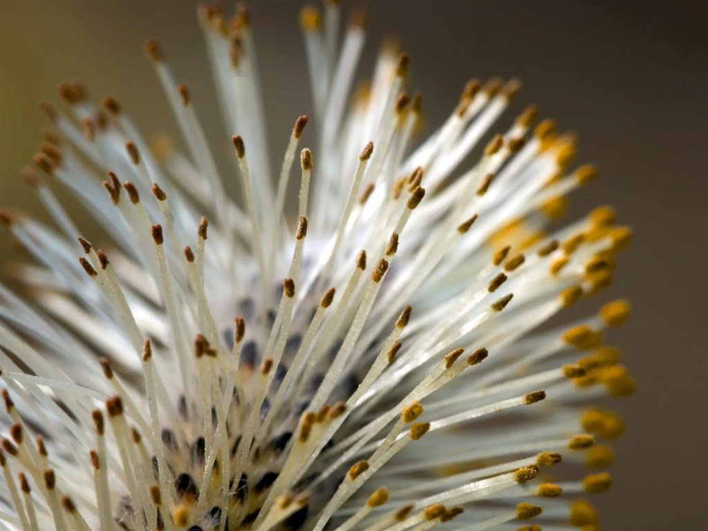 fleurs fond d'écran Widescreen close-up (22) #16 - 1024x768