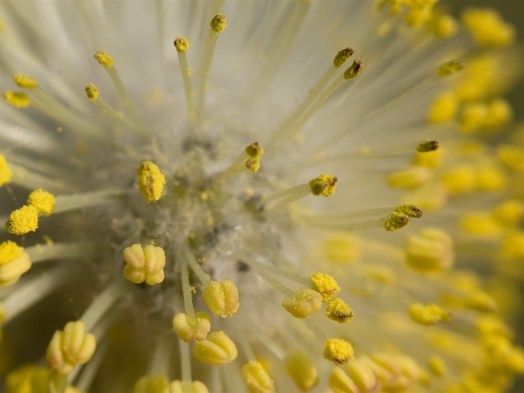 fondos de escritorio de flores con pantalla ancha de cerca (22) #17 - 1024x768