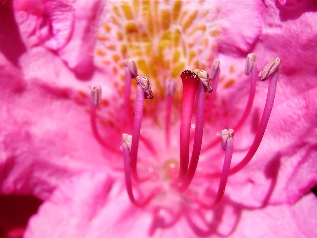 fondos de escritorio de flores con pantalla ancha de cerca (22) #18 - 1024x768