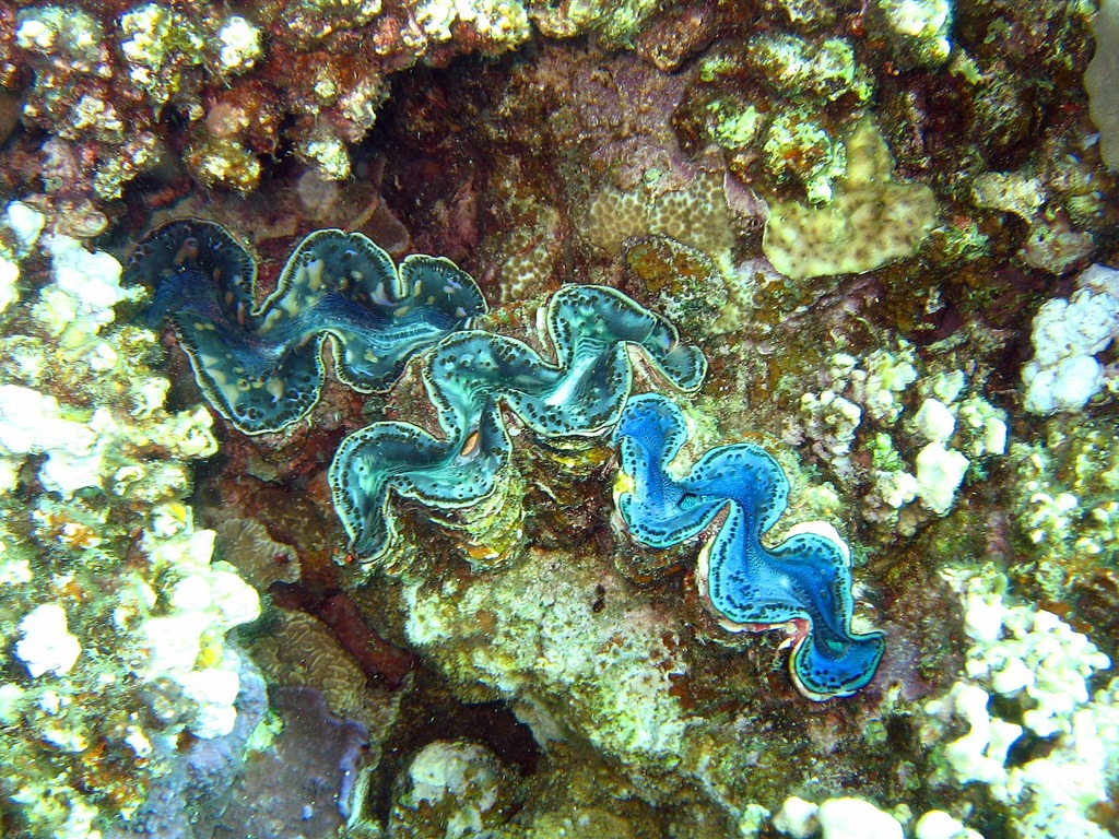 Fun Underwater World (4) #2 - 1024x768