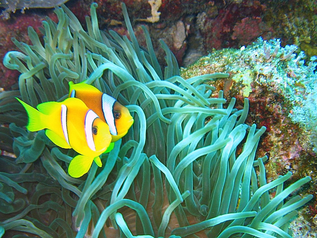 Fun Underwater World (4) #3 - 1024x768
