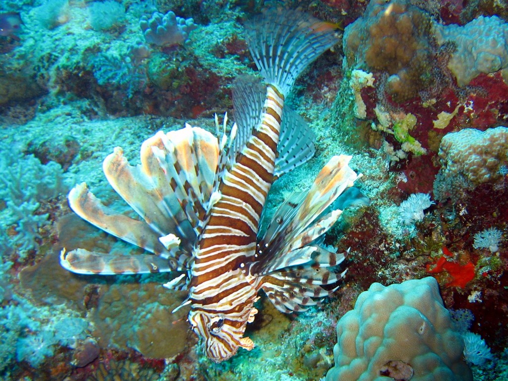 Fun Underwater World (4) #4 - 1024x768