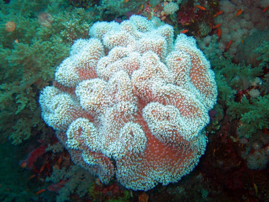 Fun Underwater World (4) #10 - 1024x768