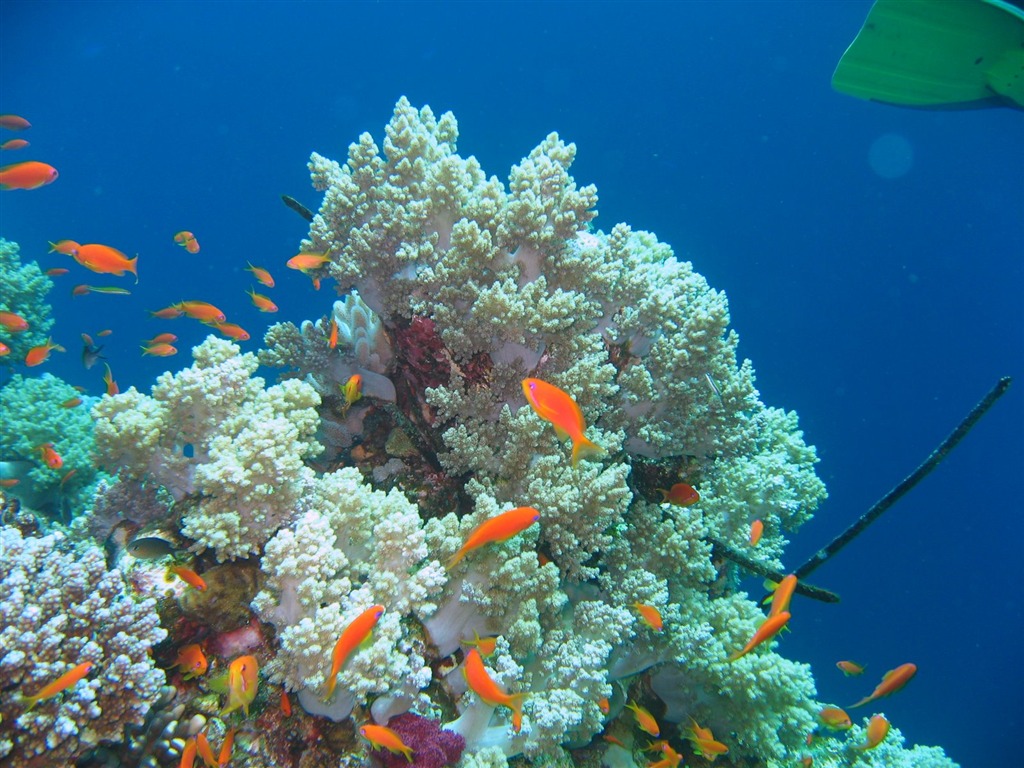 Zábava Underwater World (4) #16 - 1024x768