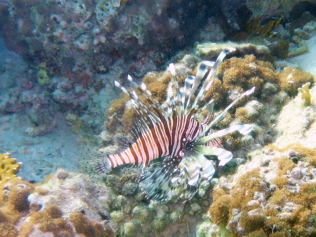 Zábava Underwater World (4) #17 - 1024x768