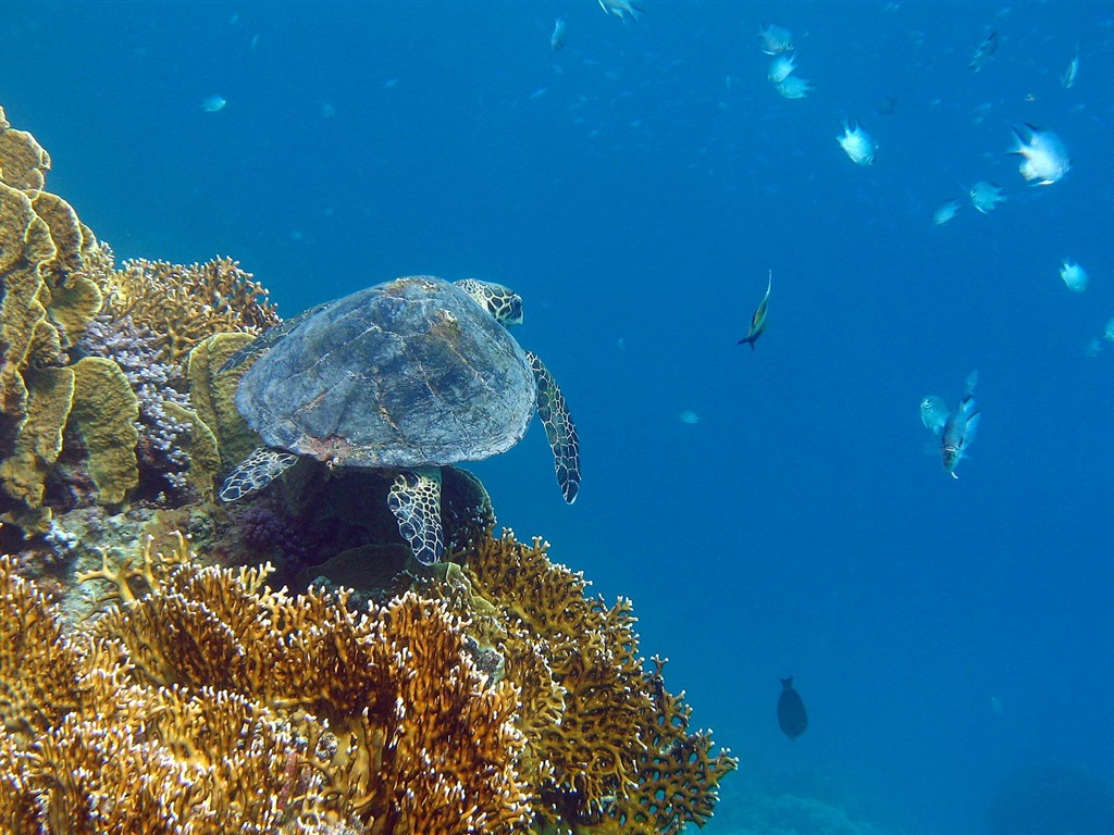 缤纷海底世界(四)21 - 1024x768